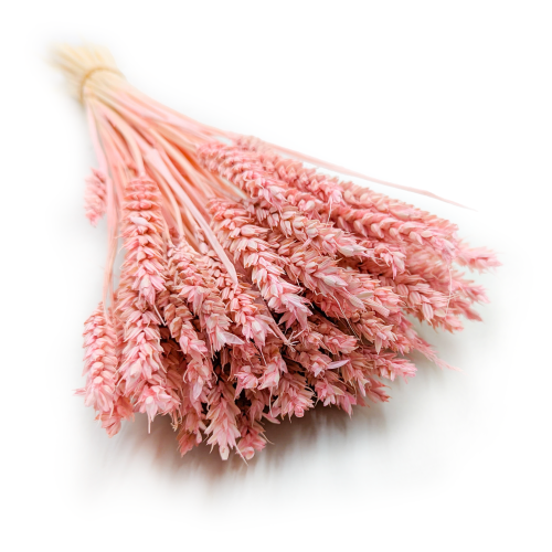 Pszenica suszona różowa kłosy.png