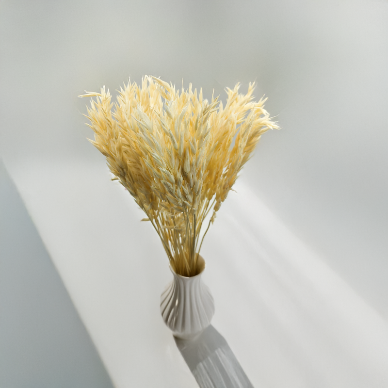 Owies susozny bielony 2.png