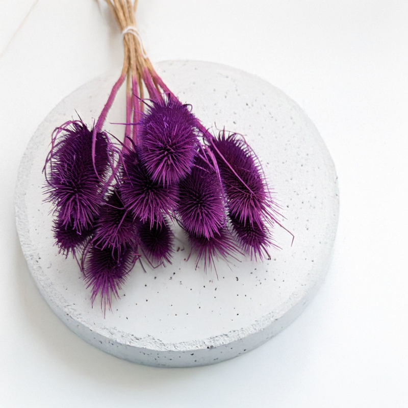 Oset fioletowy 3.png