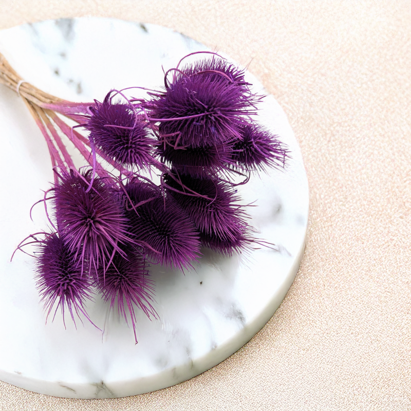 Oset fioletowy 1.png