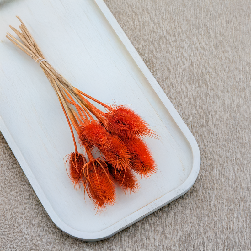 Oset pomarańczowy 3.png