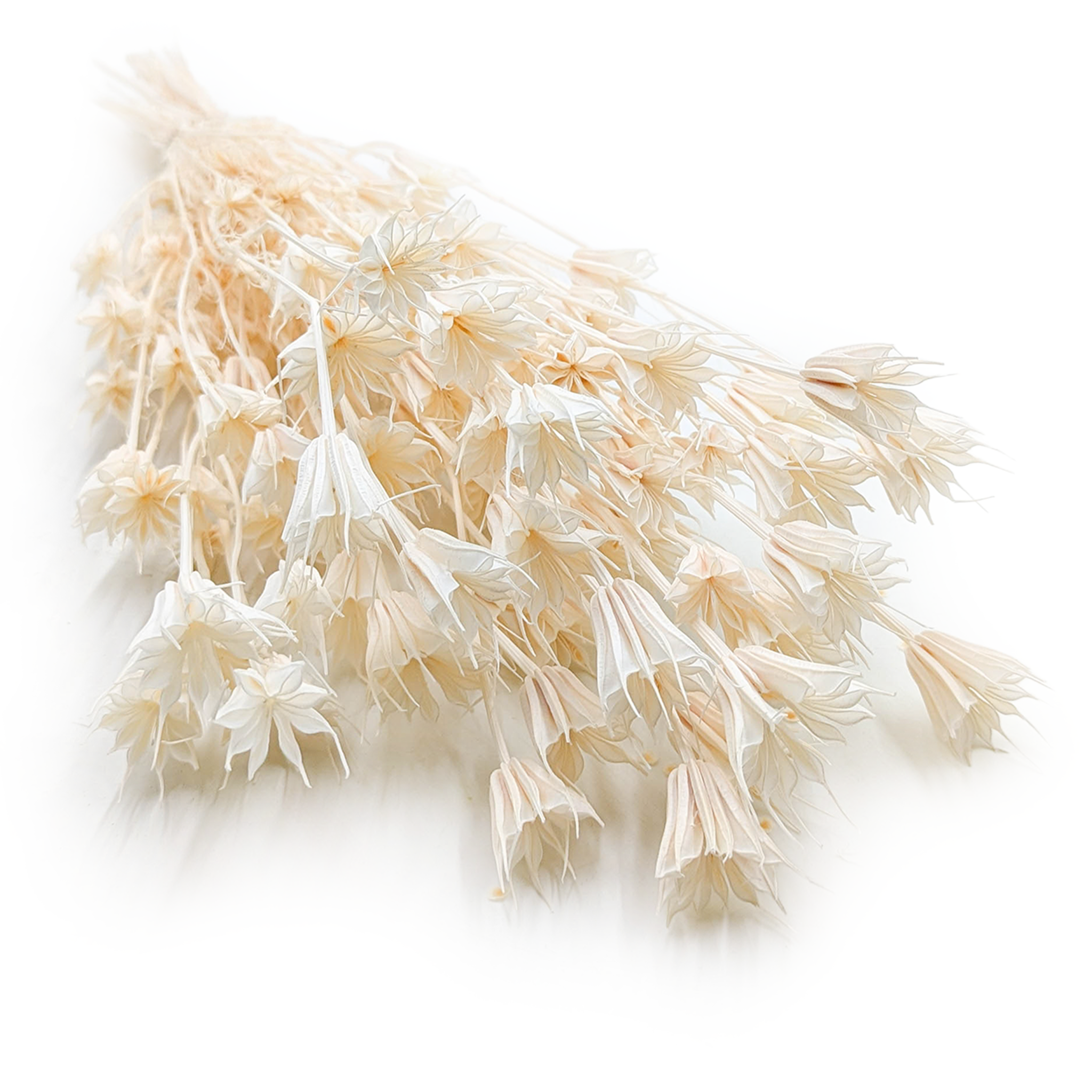 Orientalische Schwarzkümmelblume Getrocknete - (Nigella Orientalis) - Gebleicht