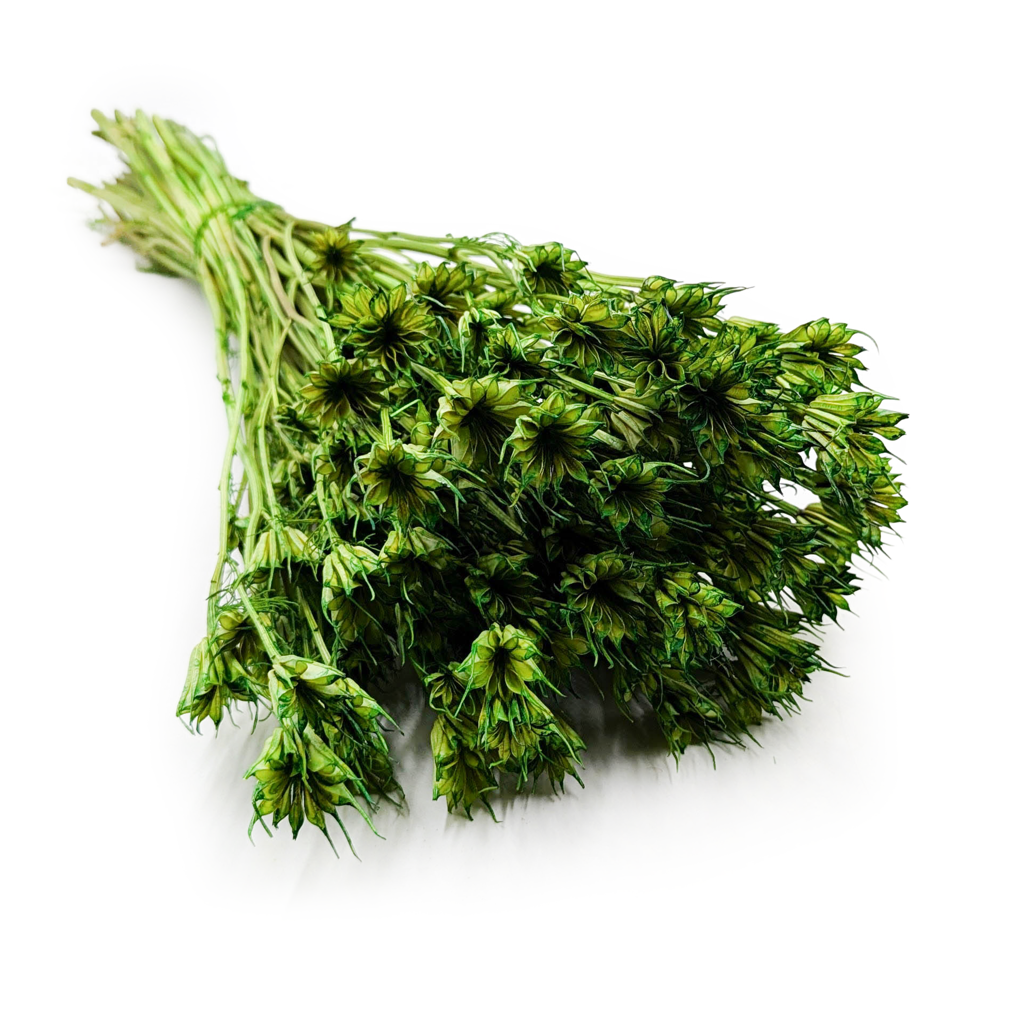 Orientalische Schwarzkümmelblume Getrocknete - (Nigella Orientalis) - Grüne