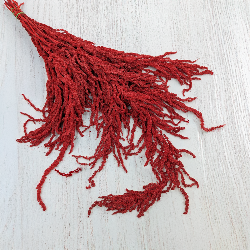 Szarłat czerwony 1.png