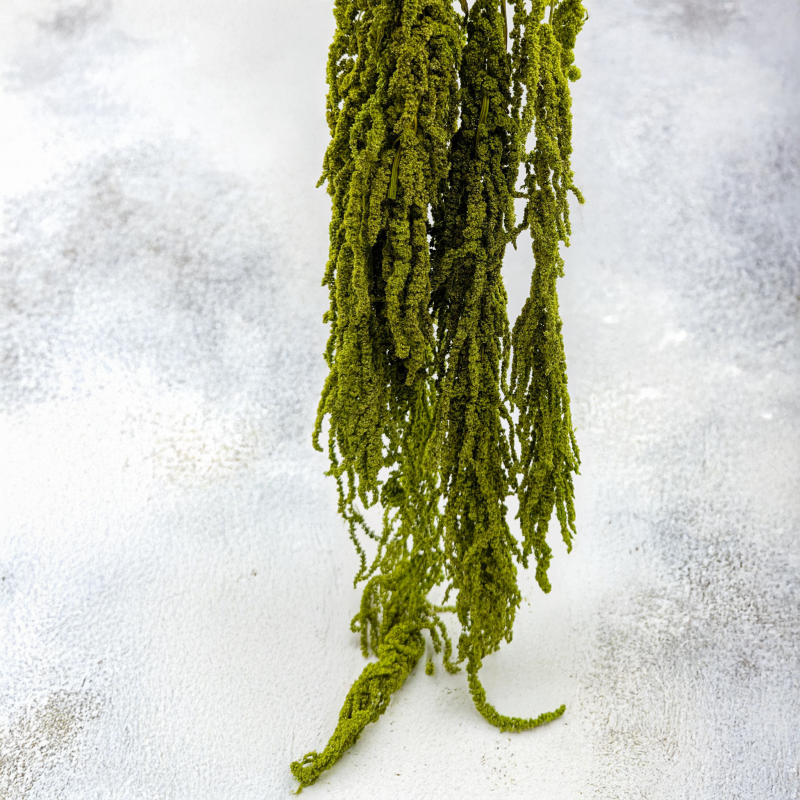 Szarłat Jasna zieleń 3.png