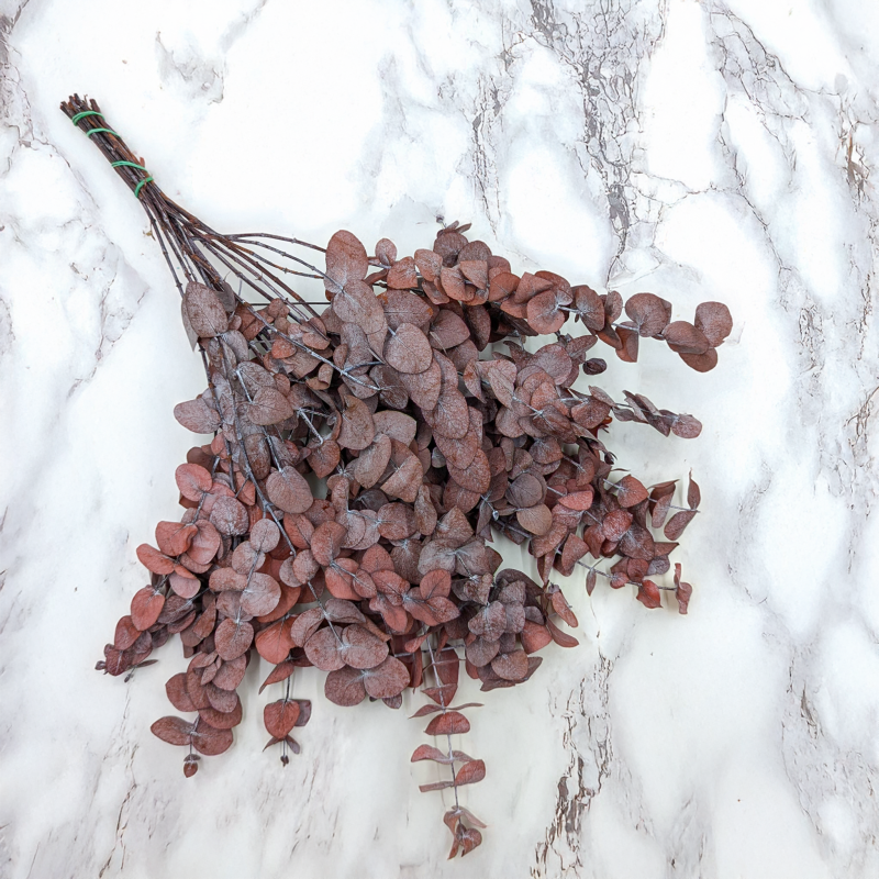 Eukaliptus Cinerea Czerwony 1.png