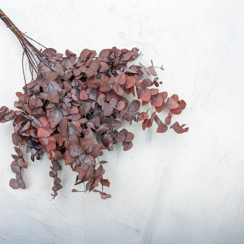 Eukaliptus Cinerea Czerwony.png