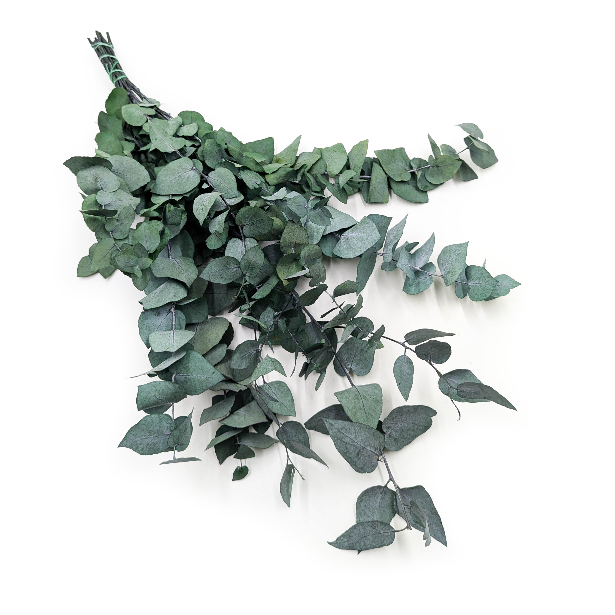 Stabilisiertes Eukalyptus - Stuartiana - Grün