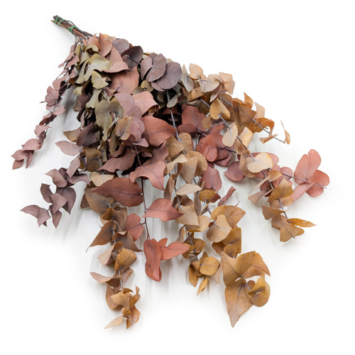 Eukaliptus Stabilizowany Stuartiana Jesienny MIX.png