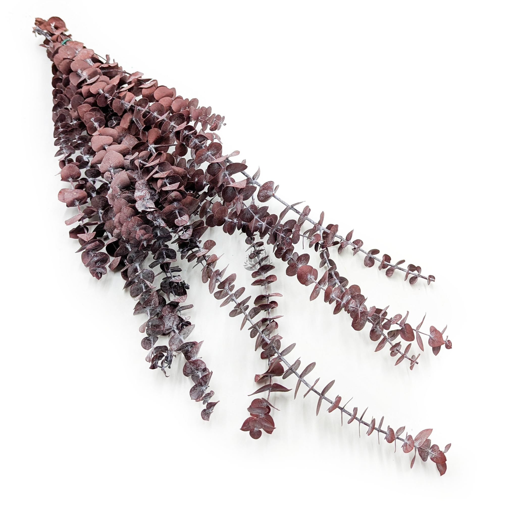 Stabilisiertes Eukalyptus - Baby - Rot