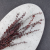 Eukaliptus Baby czerwony 2.png