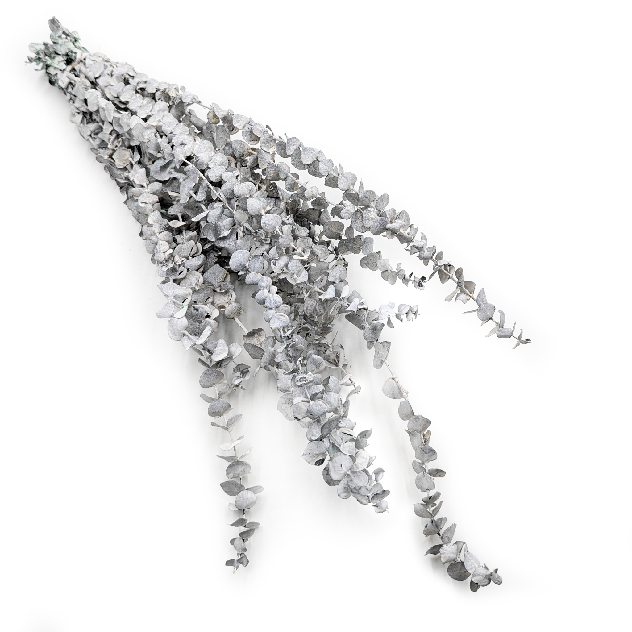 Stabilisiertes Eukalyptus - Baby - Gebleicht Grün