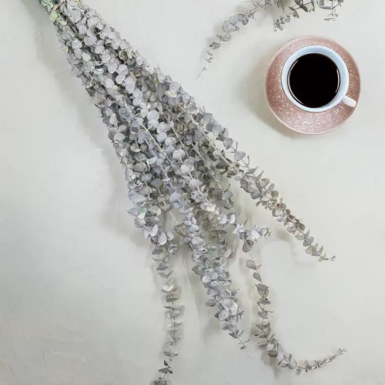 Eukaliptus Baby bielony 1.png