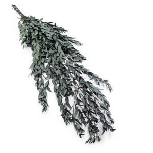 Stabilisiertes Eukalyptus - Parvifolia - Grün