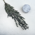 Eukaliptus Parvifolia Zielony 1.png