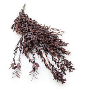 Stabilisiertes Eukalyptus - Parvifolia - Rot