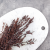Eukaliptus Parvifolia Czerwony 2.png