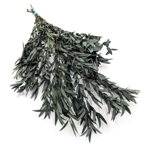 Stabilisiertes Eukalyptus - Nicoly - Grün