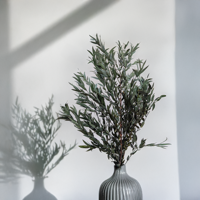 Eukaliptus Nicoly zielony 4.png