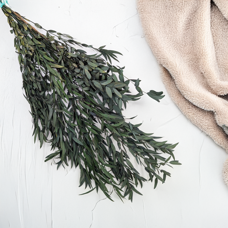 Eukaliptus Nicoly zielony 1.png