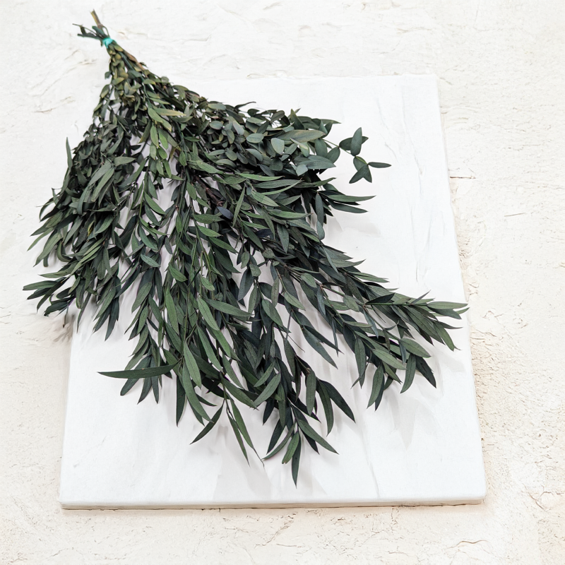 Eukaliptus Nicoly zielony (1).png