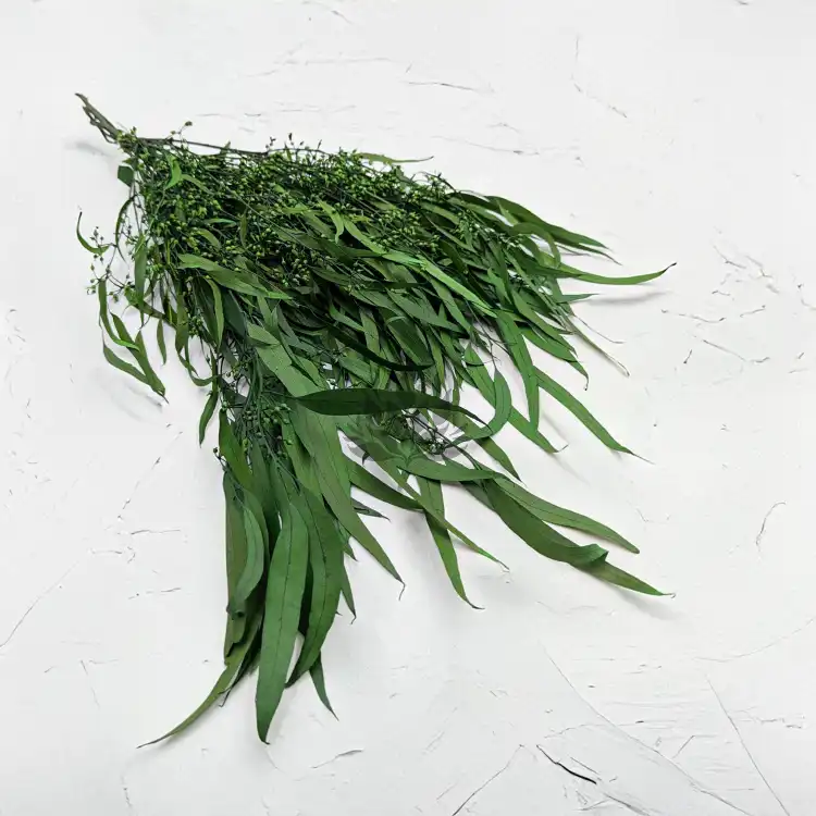 Eukaliptus Willow.png