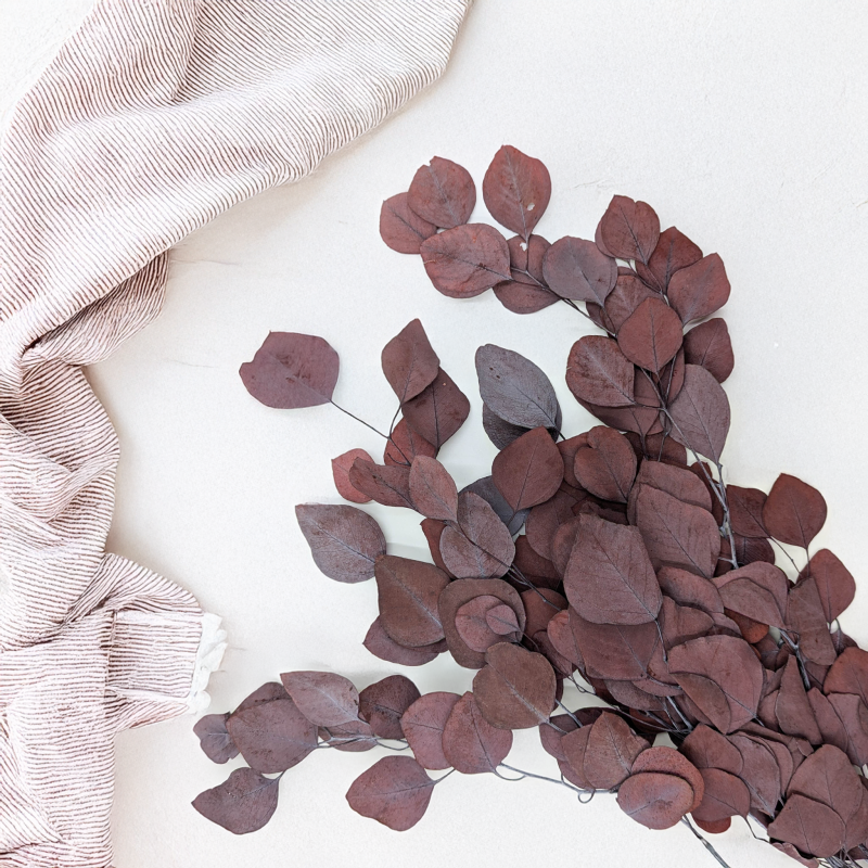 Eukaliptus Populus czerwony 2.png