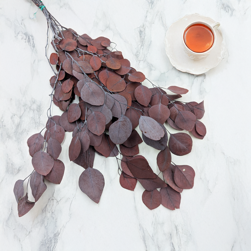 Eukaliptus Populus czerwony 1.png