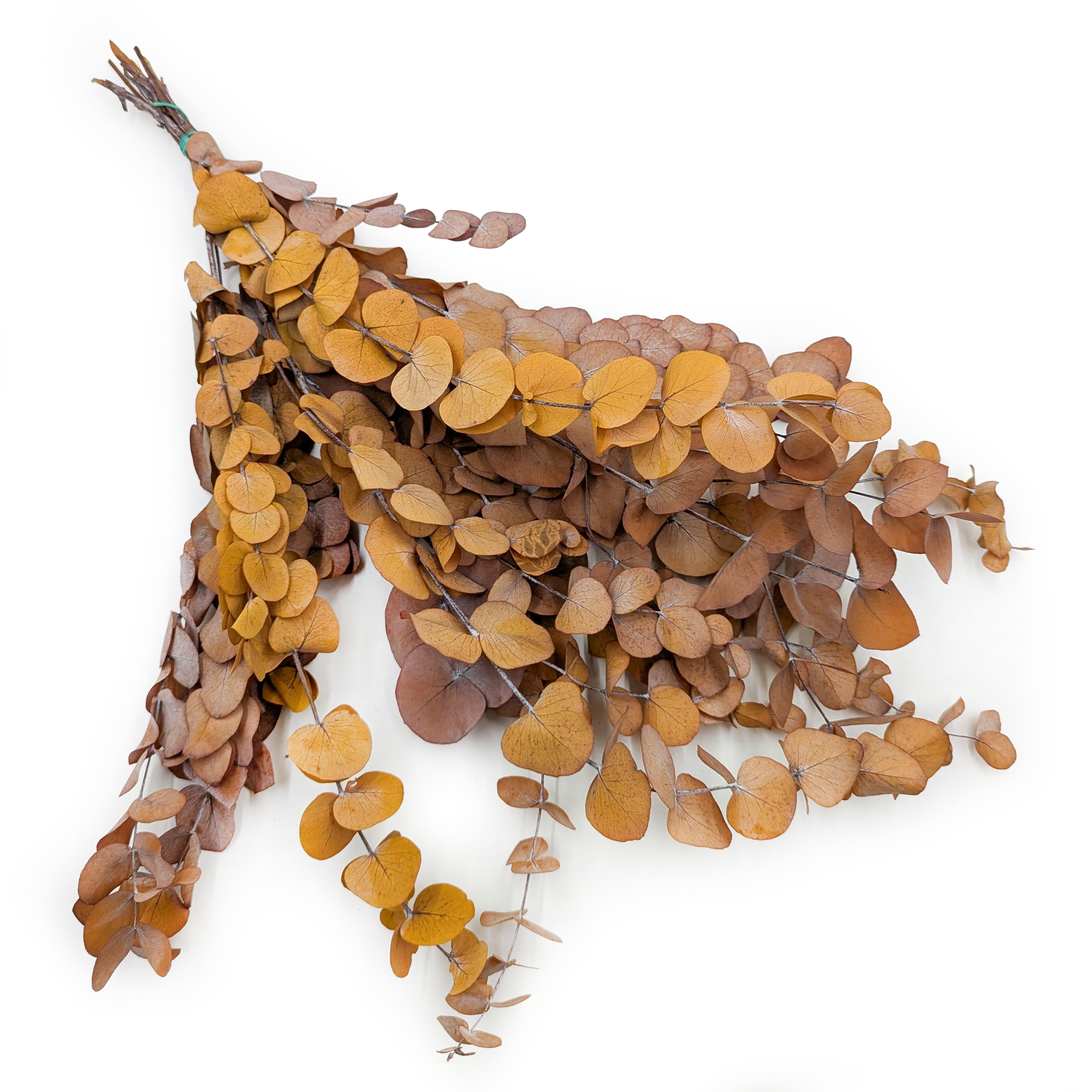 Stabilisierter Eukalyptus - Espiral - Leichter Herbst