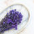 Gomphrena lawendowa 2.png