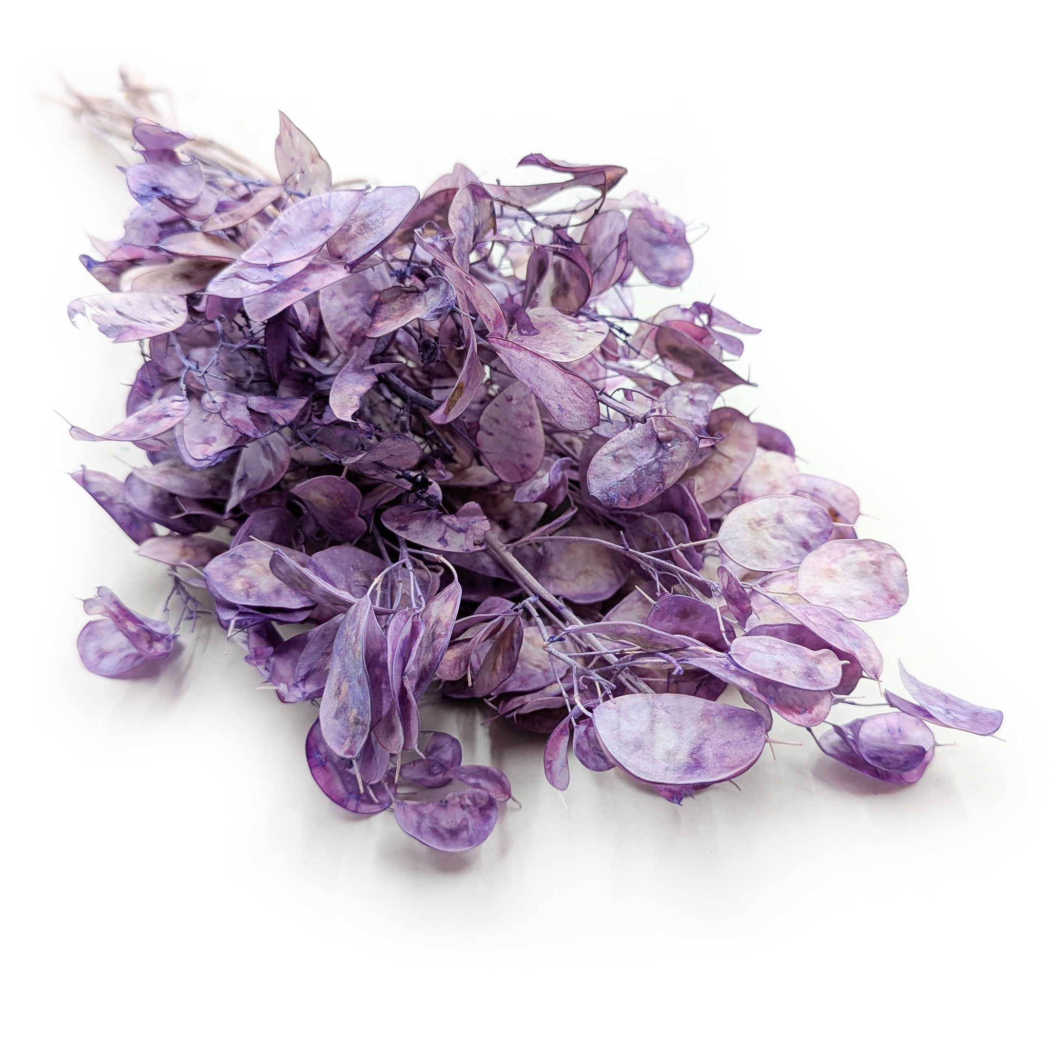 Silbertaler - (Lunaria) - Lavendel