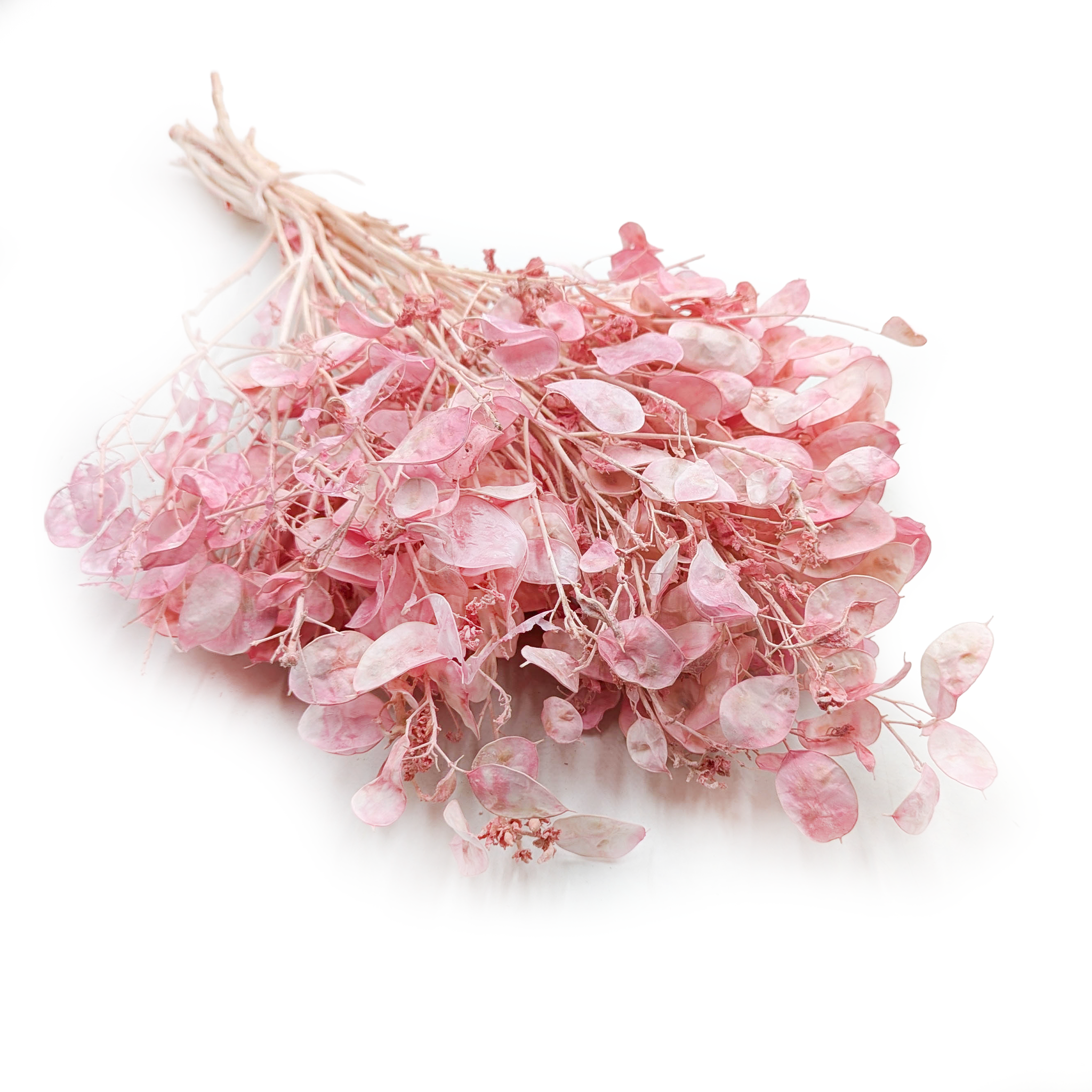 Silbertaler - (Lunaria) - Rosa