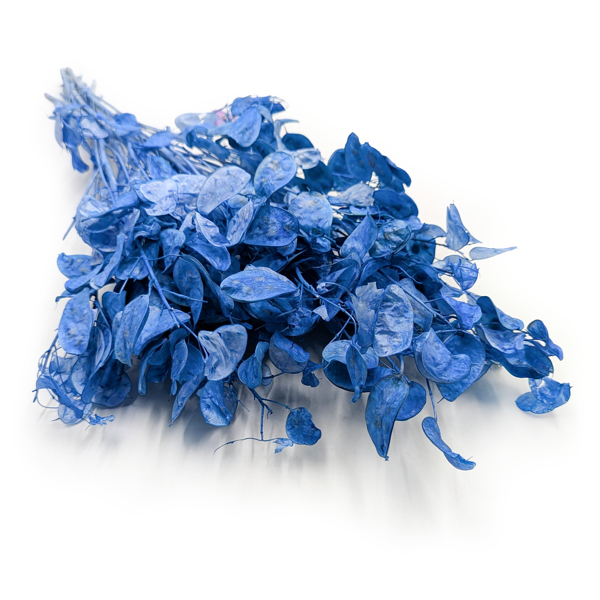 Silbertaler - (Lunaria) - Blau