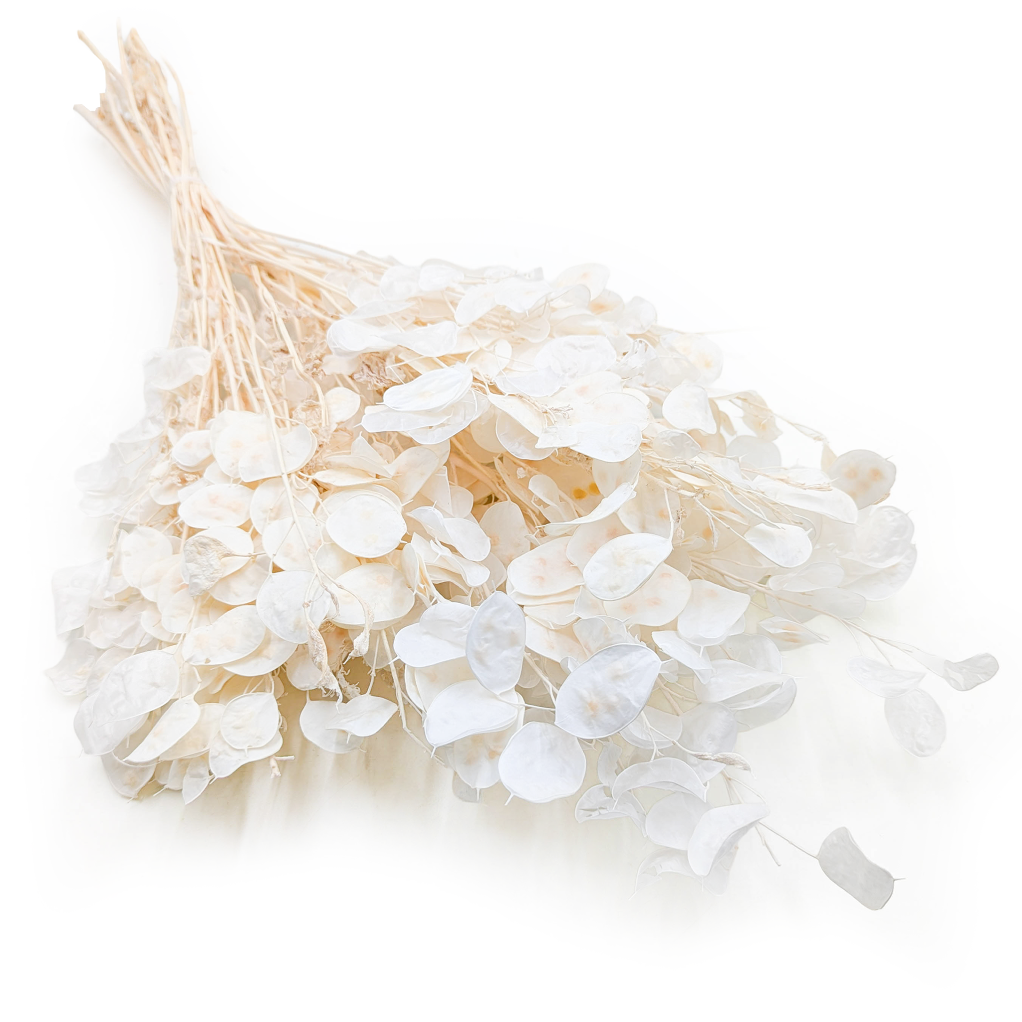 Silbertaler Kleine - (Lunaria) - Weiß
