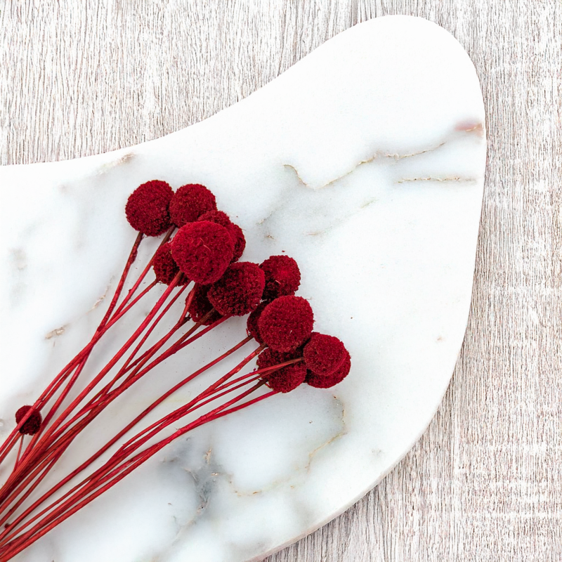 Craspedia czerwona 2.png