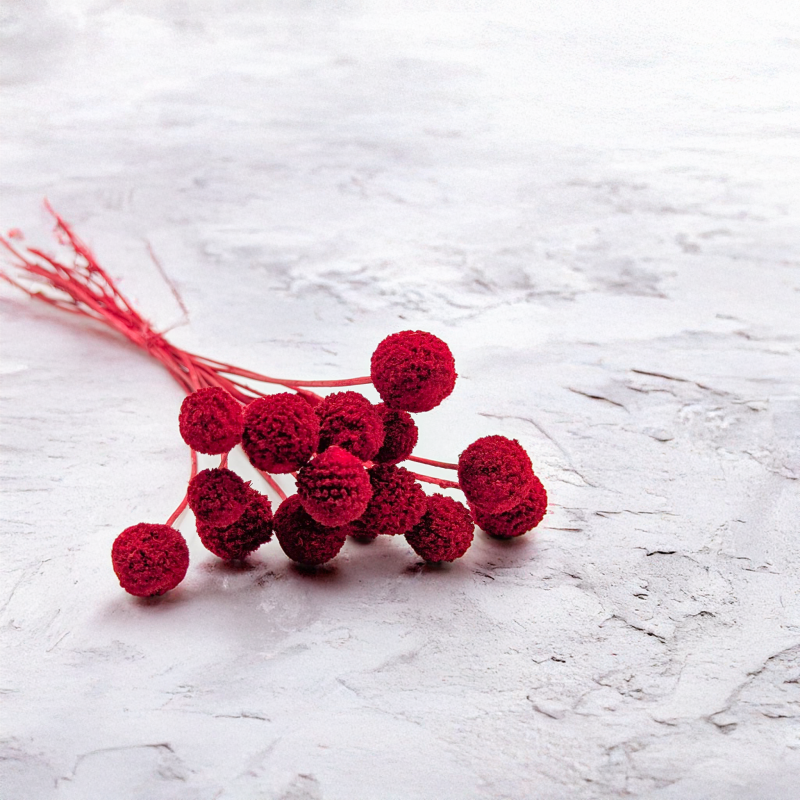 Craspedia czerwona.png