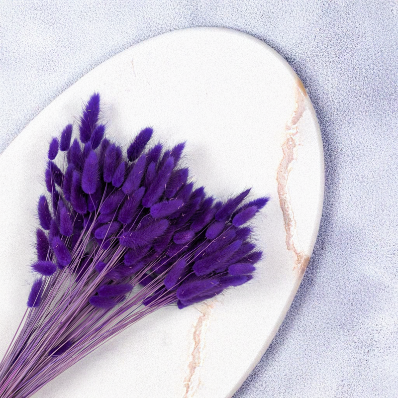 Lagurus fioletowy 2.png