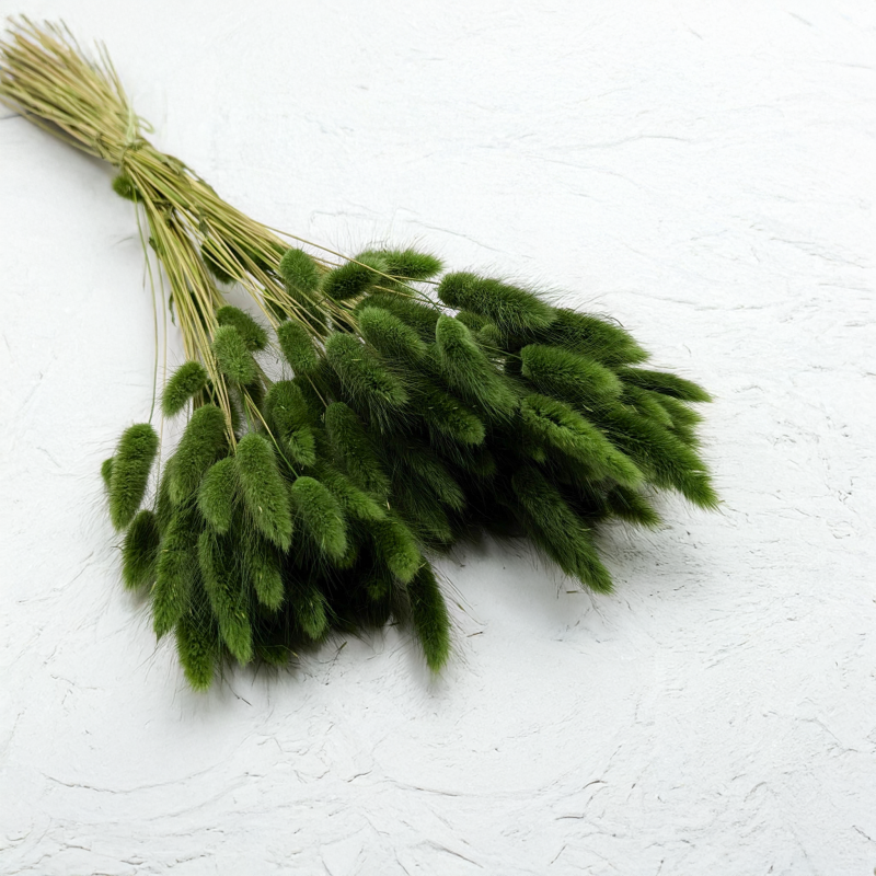 Lagurus ciemna zieleń.png