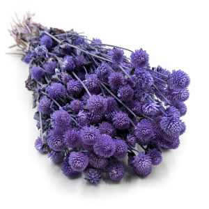 Kugelamaranth Getrocknete - (Gomphrena Globosa) - Lavendel