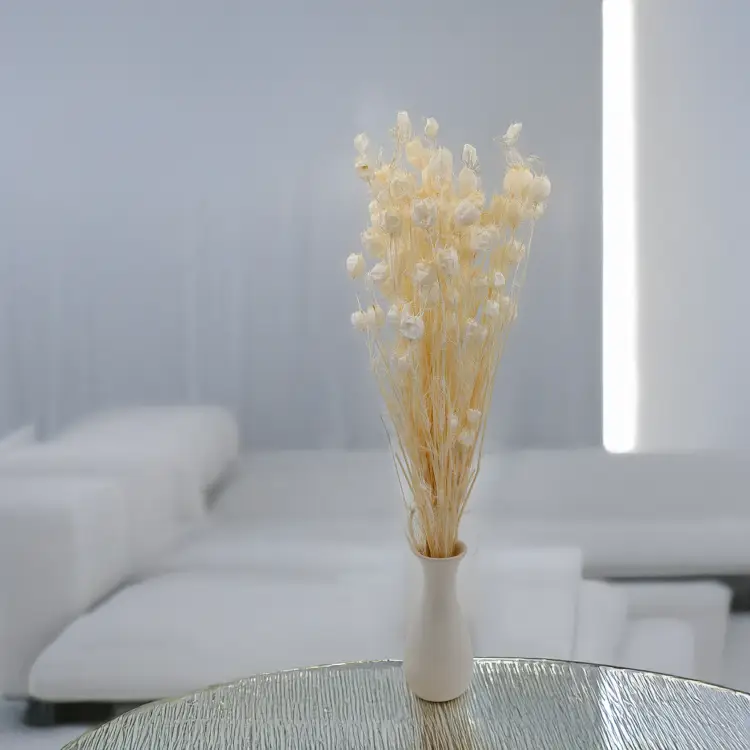 Nigella bielona 3.png