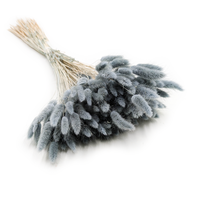 Lagurus Szary Perłowy Dmuszek.png