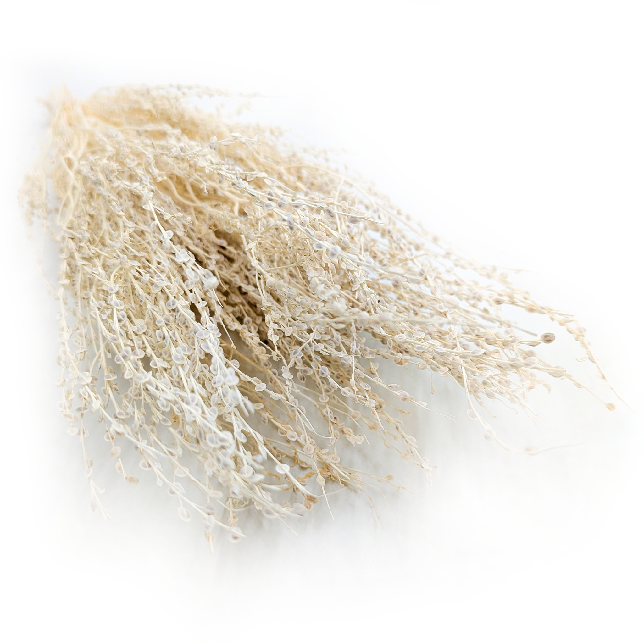 Lepidium (Lepidium sativum) - Gebleicht
