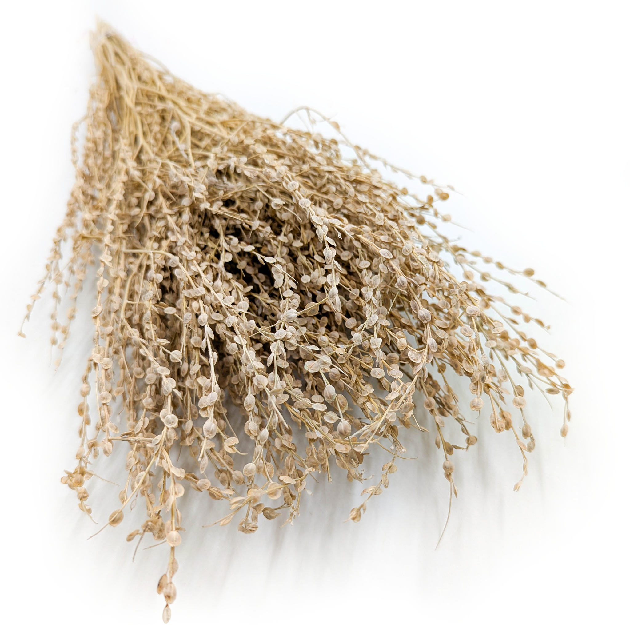 Lepidium (Lepidium sativum) - Natürlich