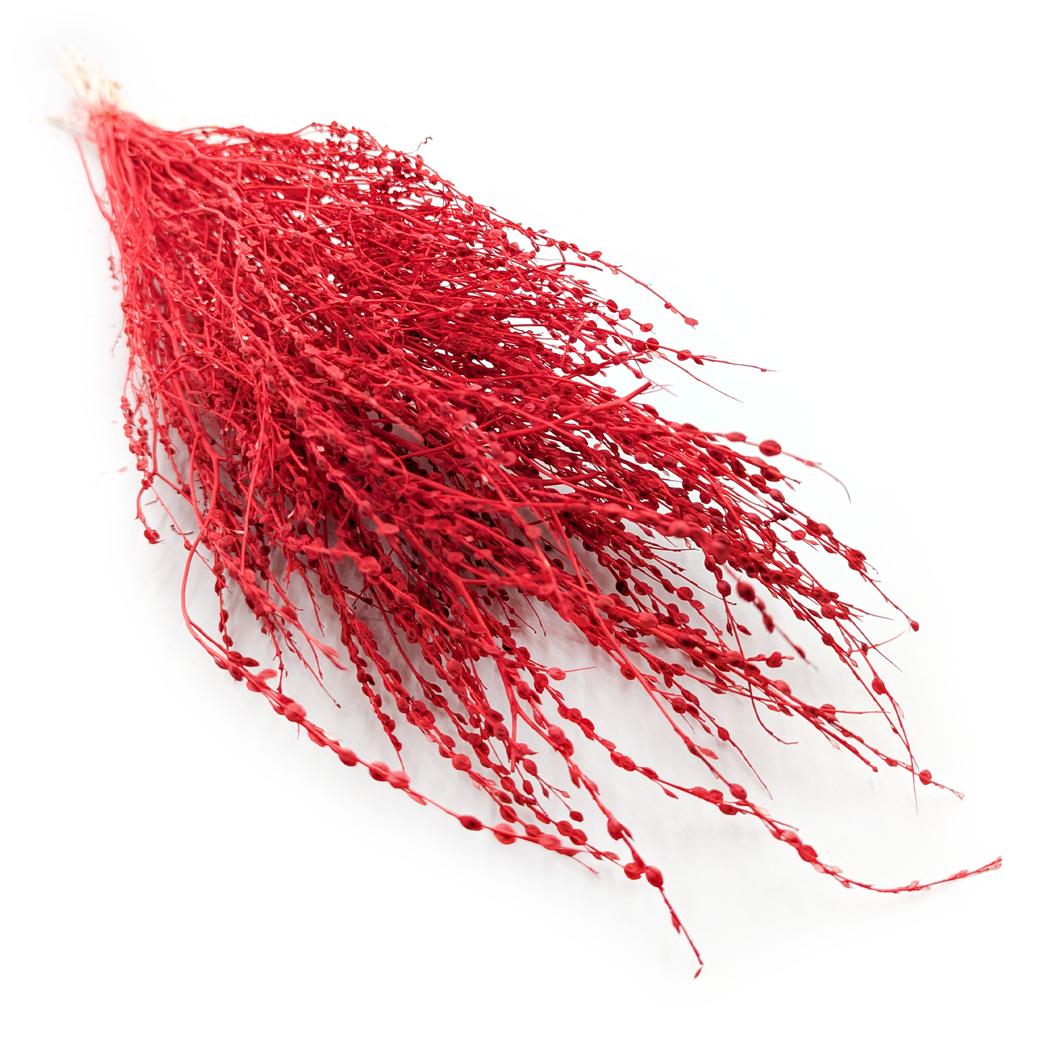 Lepidium (Lepidium sativum) - Rot