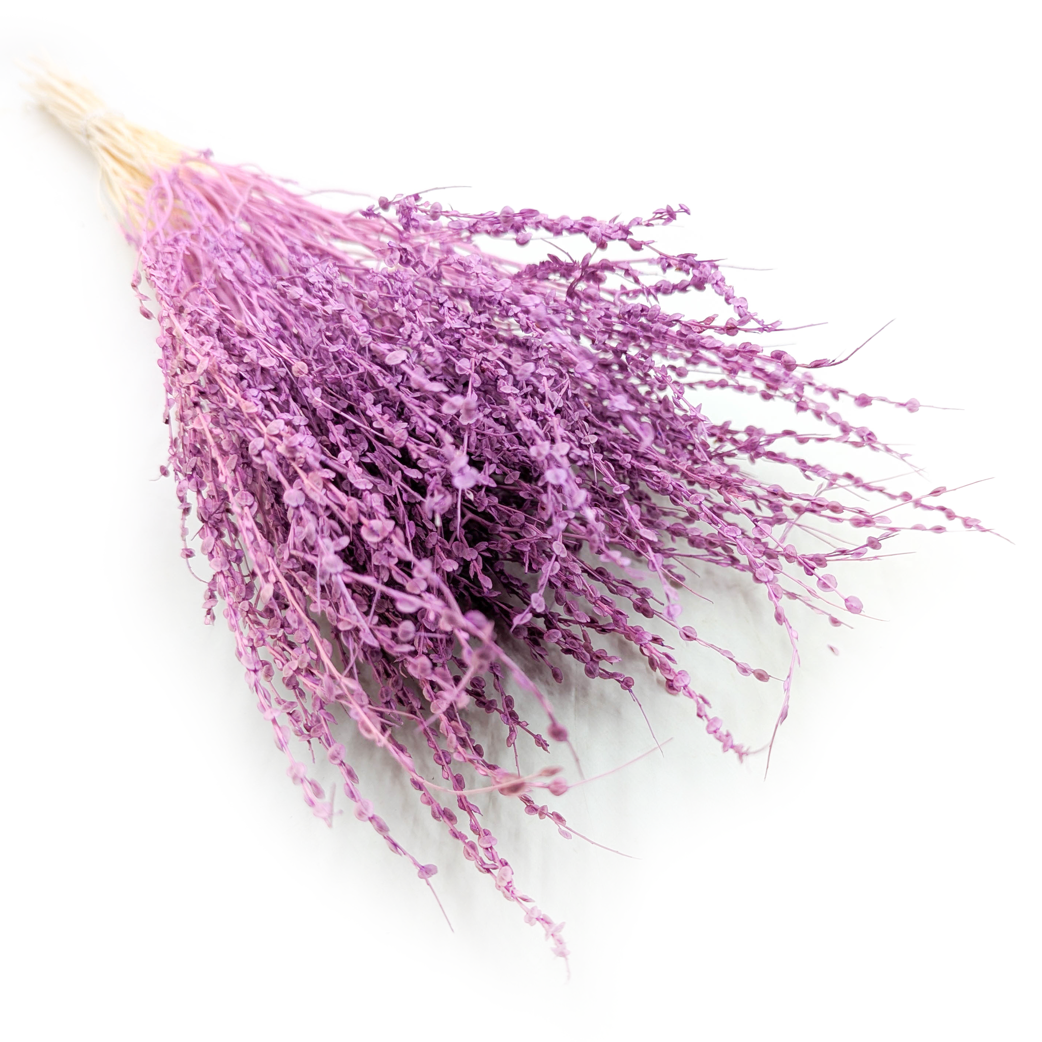 Lepidium (Lepidium sativum) - Violett