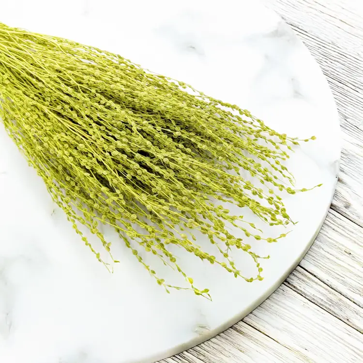 Lepidium Zielone Suszone 4.png