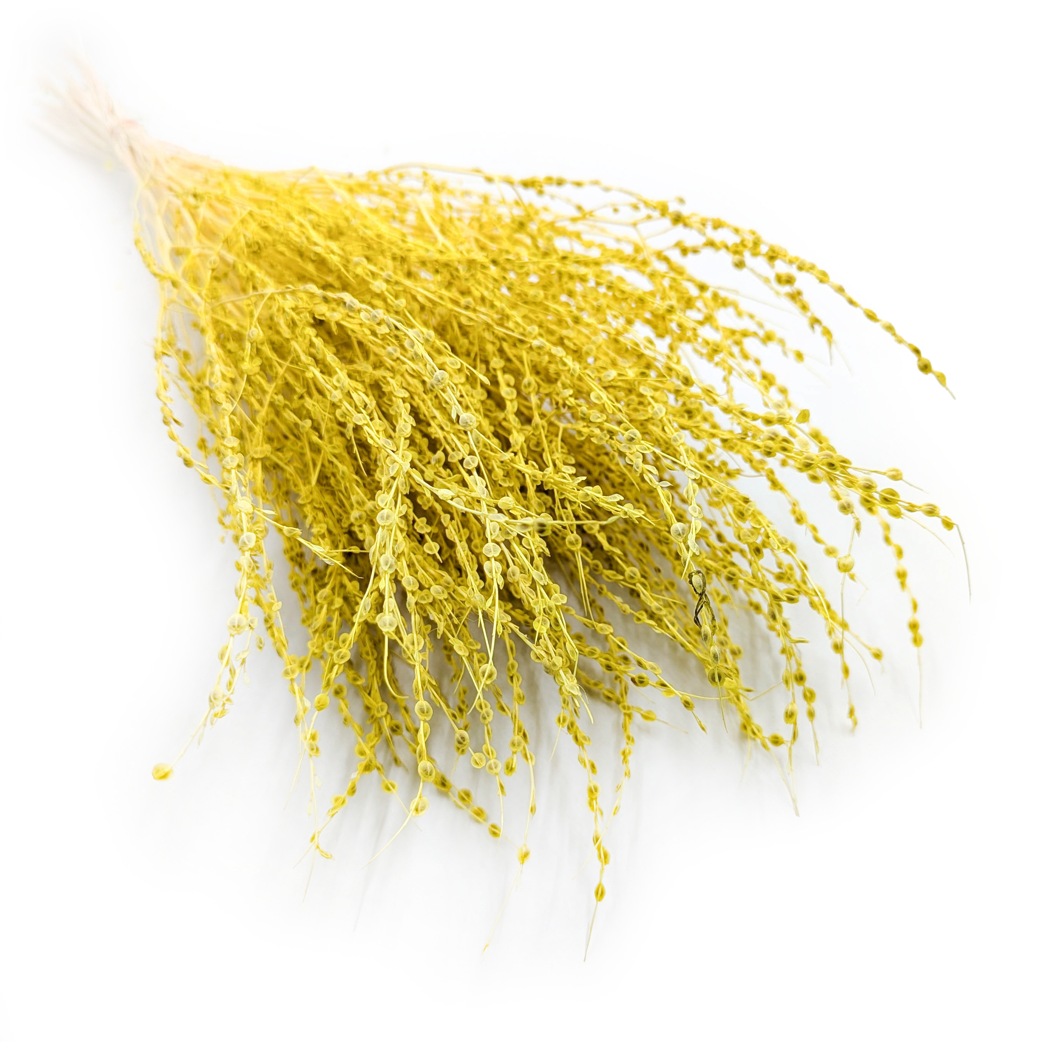 Lepidium (Lepidium sativum) - Gelb