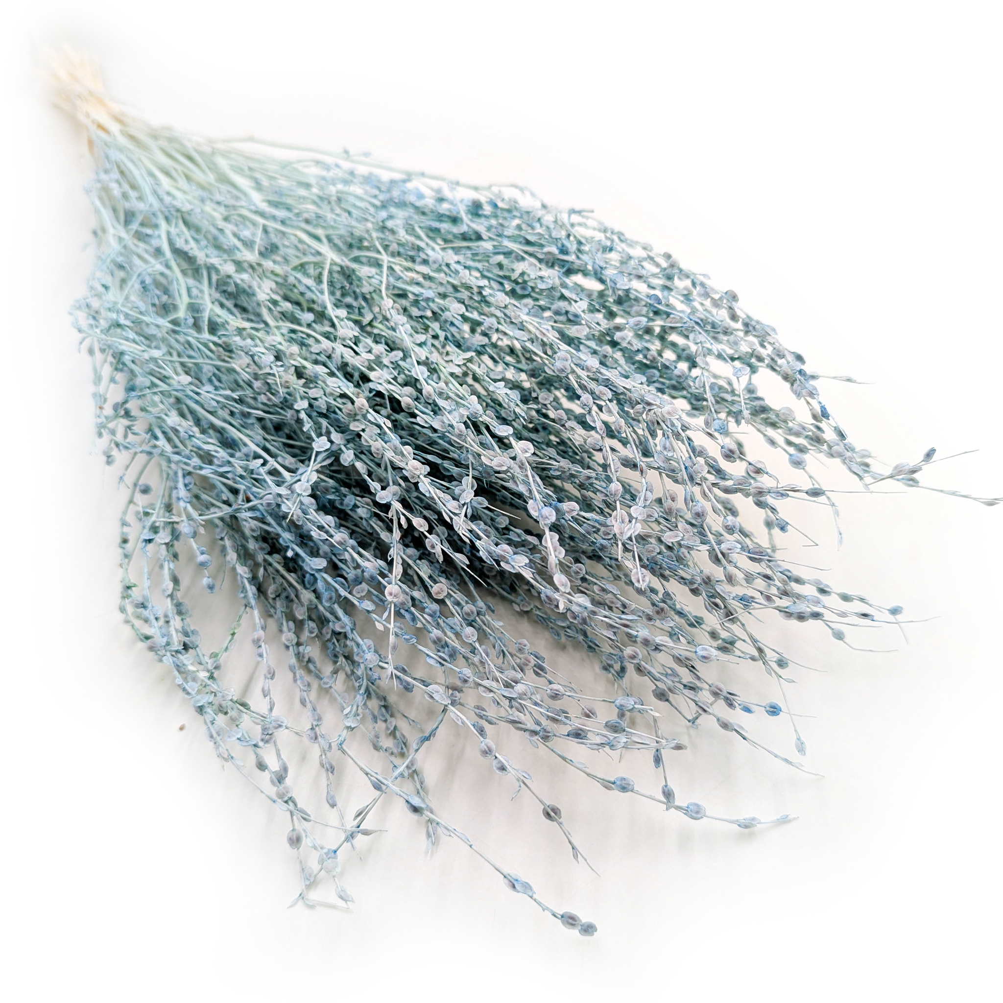 Lepidium (Lepidium sativum) - Minze