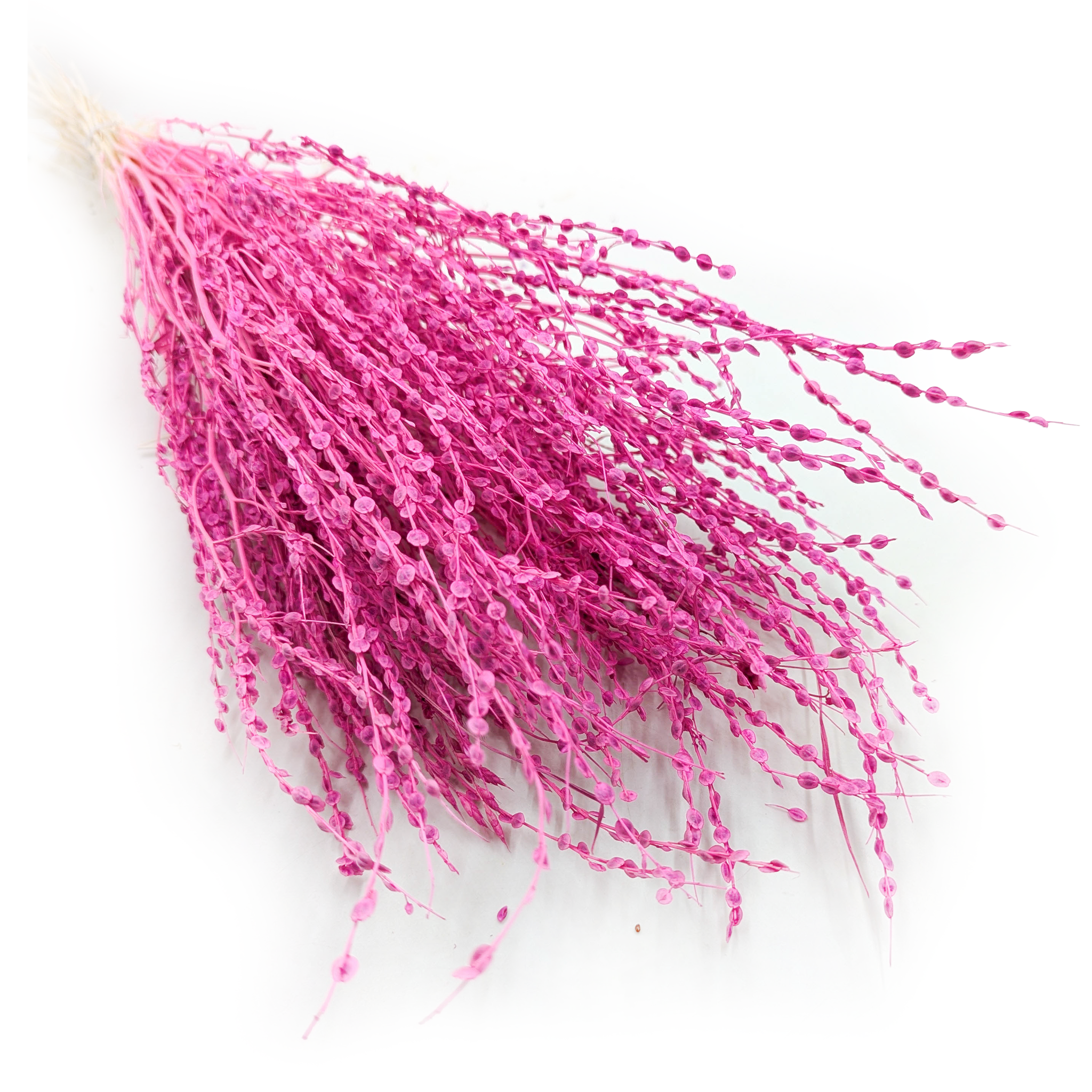 Lepidium (Lepidium sativum) - Fuchsie