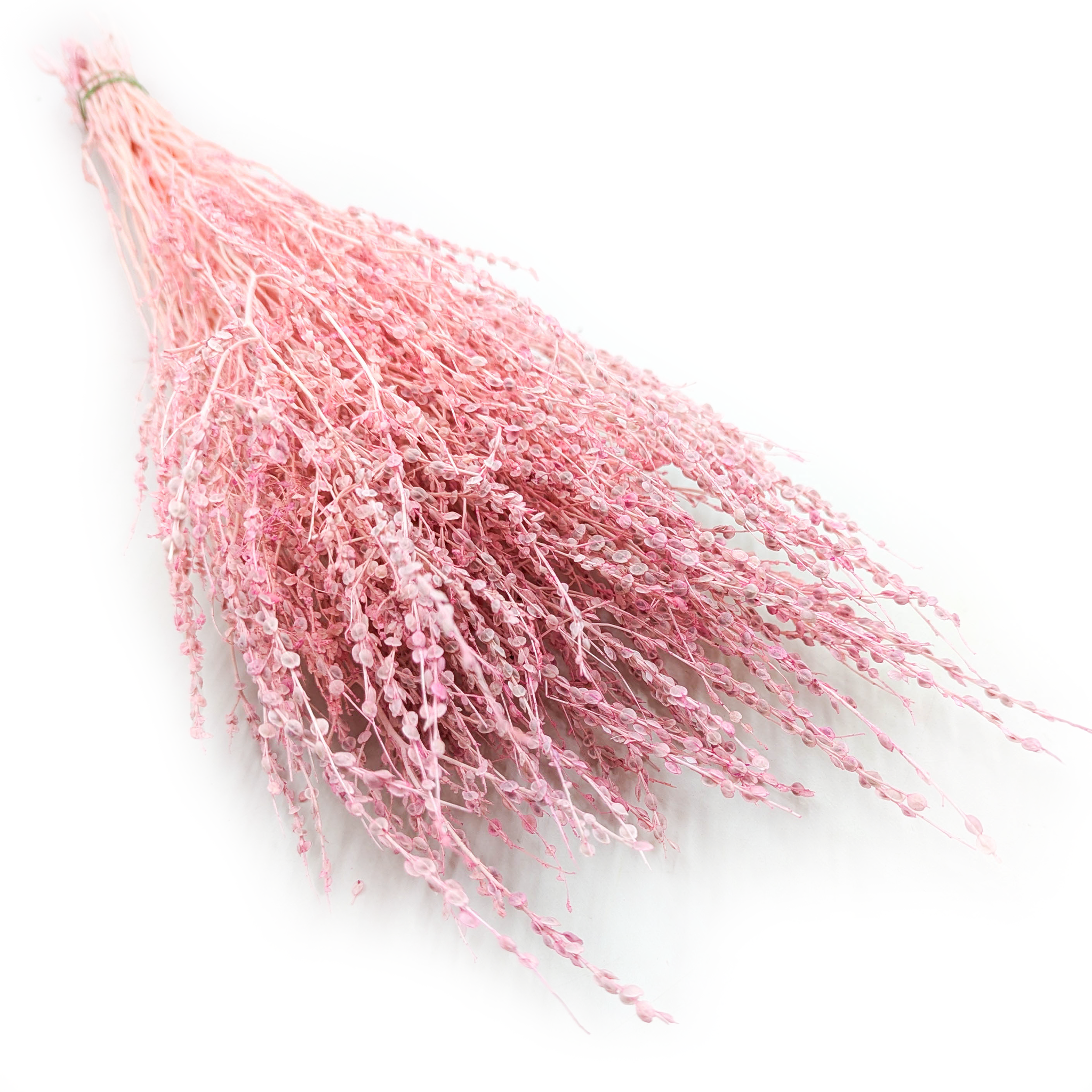 Lepidium (Lepidium sativum) - Rosa
